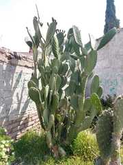Opuntia ficus-indica