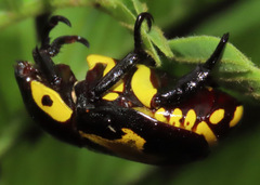 Rutela