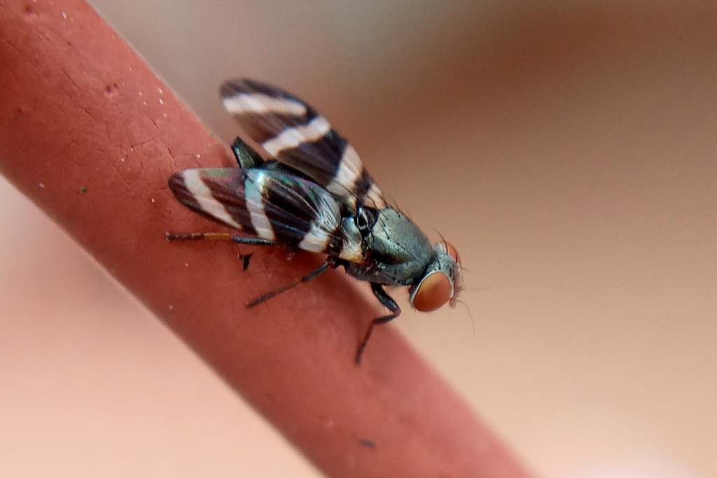 Cornsilk Flies