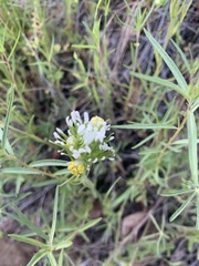 Castilleja lineariloba