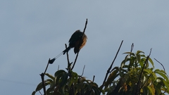 Eumomota superciliosa