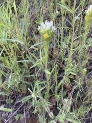 Castilleja lineariloba