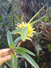 Maxillariinae