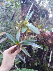 Maxillariinae