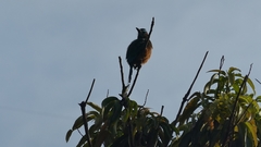 Eumomota superciliosa