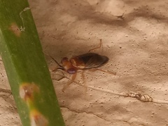 Isthmocoris imperialis