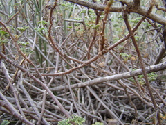 Pelargonium trifidum