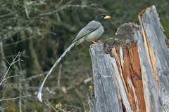 Yellow-Billed Blue Magpie photo 3