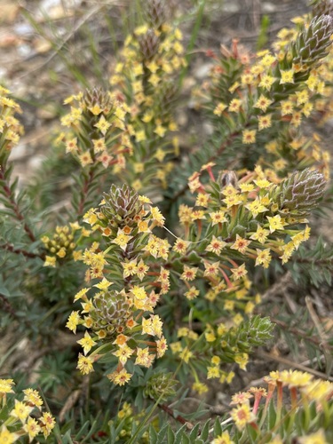 Image of Struthiola mundii by (c) Matt Berger, some rights reserved (CC BY)
