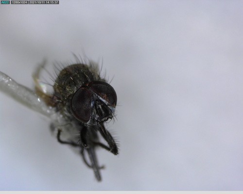 iNaturalist observation photo of Calyptrate Flies