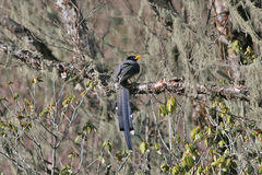 Yellow-Billed Blue Magpie photo 4