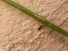 Isthmocoris imperialis