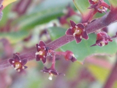 Maytenus magellanica