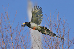 Yellow-Billed Blue Magpie photo 5