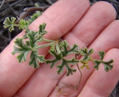 Pelargonium trifidum