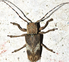 Eudesmus grisescens