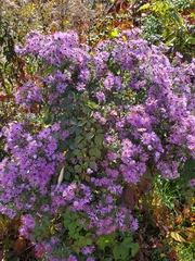 Symphyotrichum novae-angliae