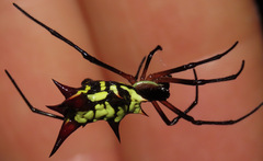 Micrathena kirbyi