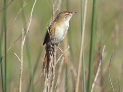 Spartonoica maluroides