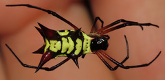 Micrathena kirbyi