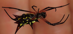Micrathena kirbyi