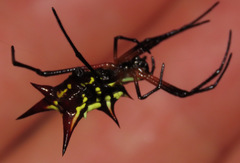 Micrathena kirbyi