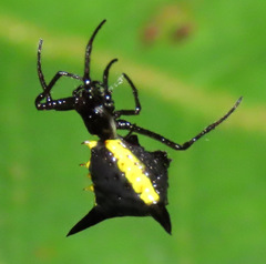 Micrathena pungens