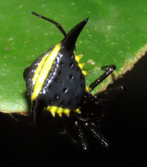 Micrathena pungens
