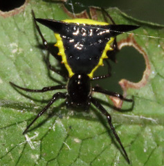 Micrathena pungens