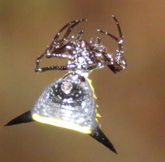 Micrathena pungens