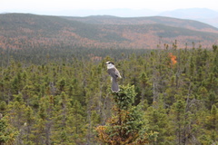 Perisoreus canadensis image