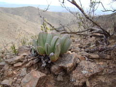 Acrodon purpureostylus