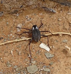 Stenocara gracilipes
