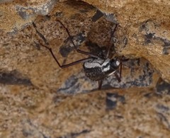 Stenocara gracilipes