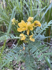 Senna barronfieldii