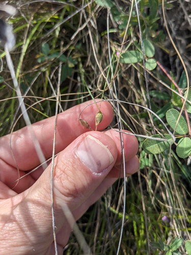 Image of Lespedeza texana by (c) Cleveland Powell, some rights reserved (CC BY)