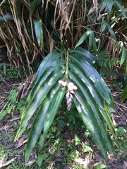 Alpinia nutans