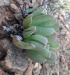 Acrodon purpureostylus