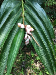 Alpinia nutans