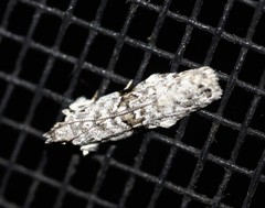 Hypatima simulacrella