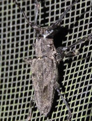 Steirastoma aethiops