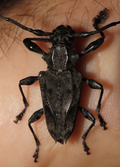 Steirastoma aethiops