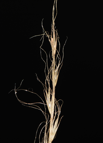 Image of Tripogon Capillatus (Tripogon capillatus) by no rights reserved