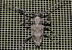 Steirastoma aethiops