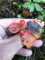 Cornus unalaschkensis