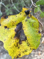 Hormaphis hamamelidis