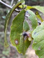 Hormaphis hamamelidis