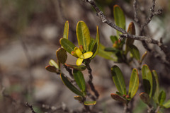 Cneorum tricoccon