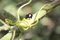 Hyperaspis octonotata