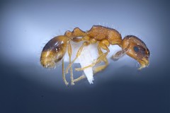 Temnothorax bulgaricus